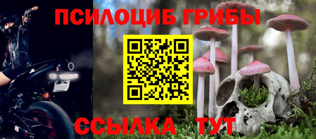 Псилоцибиновые грибы Psilocybe Краснокаменск